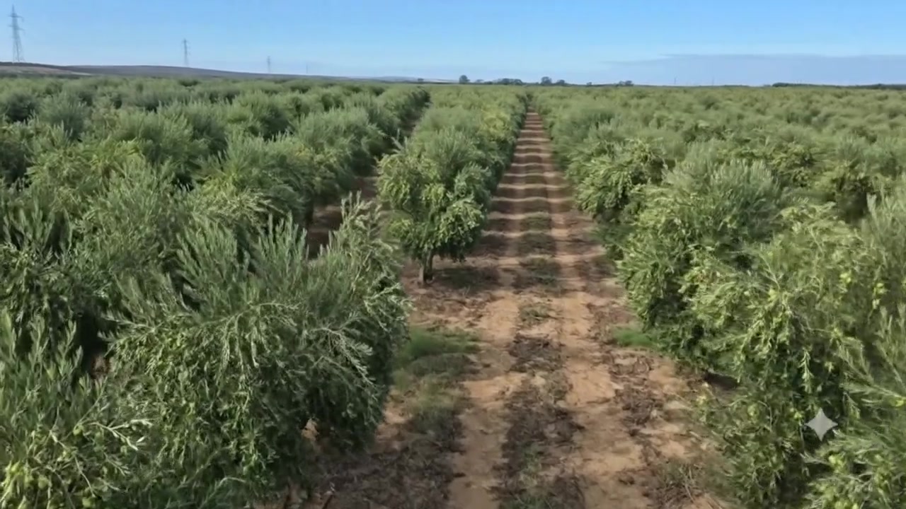 Aerial view across the rows of olive trees at the Fini Olives estate